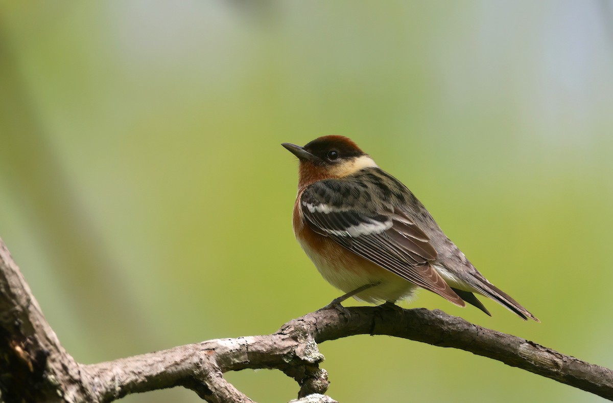 Bay-breasted Warbler - Channa Jayasinghe