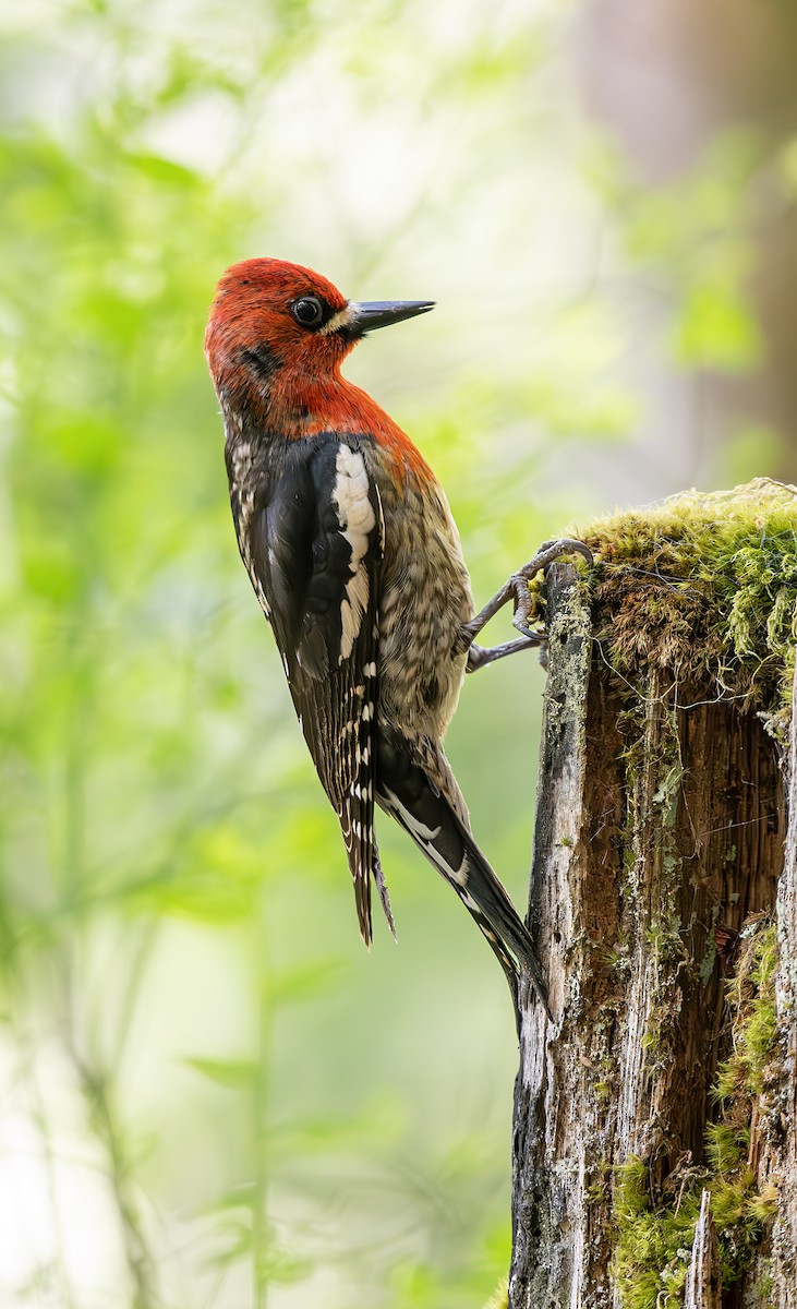 Red-breasted Sapsucker - Sydney Mohr