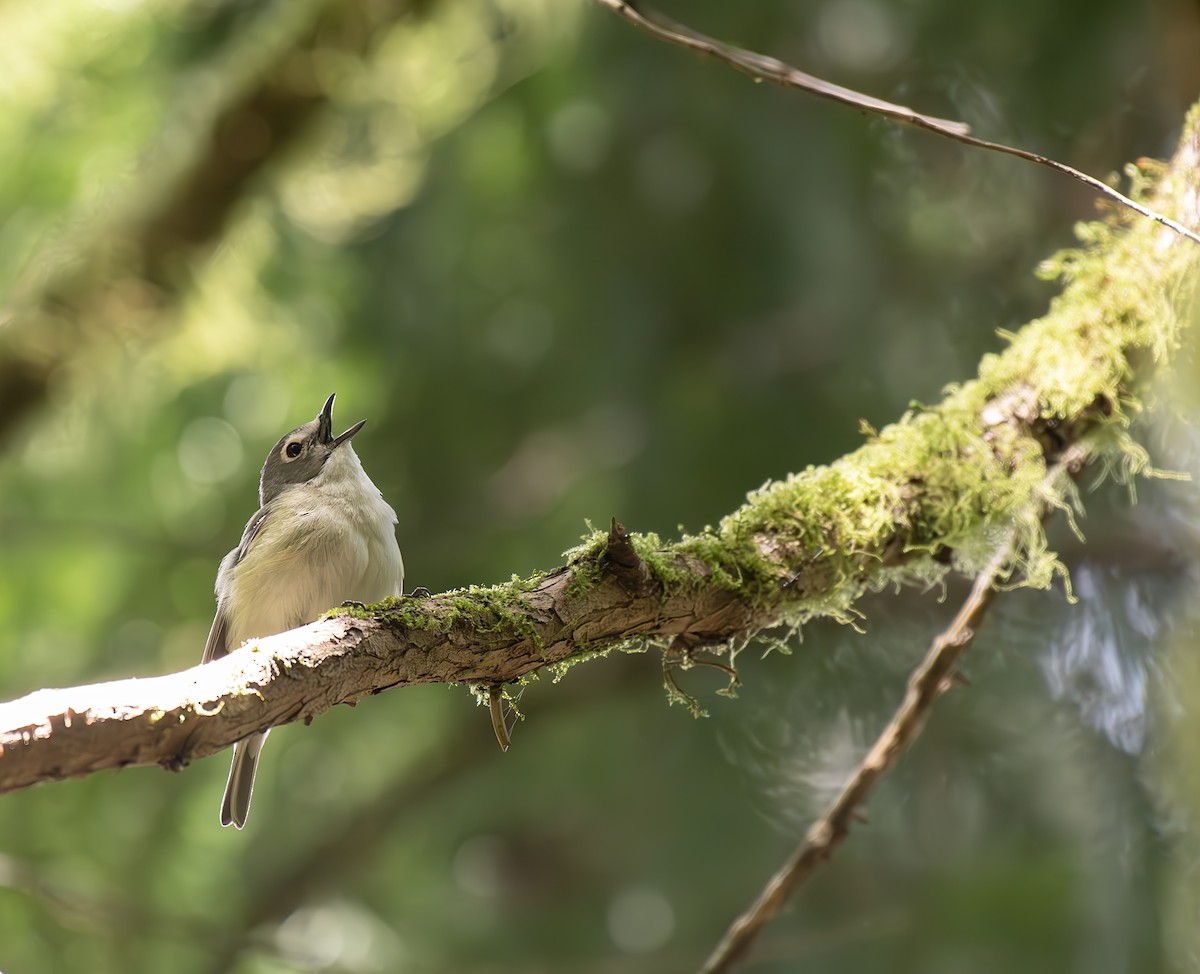 Cassin's Vireo - ML619381869