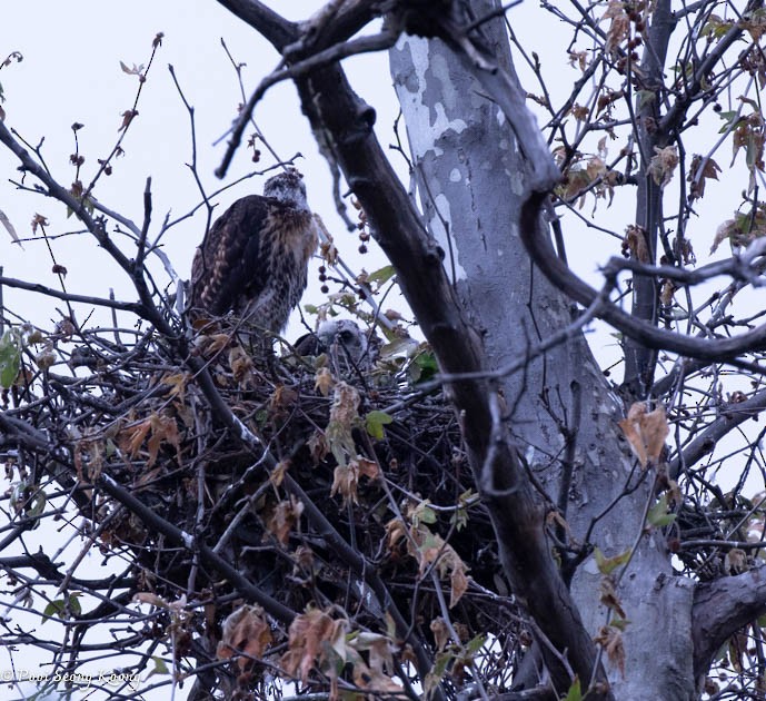 Red-tailed Hawk - Pooi Seong Koong