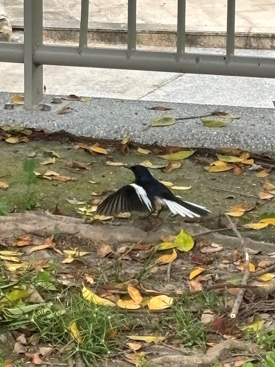 Oriental Magpie-Robin - MIAOLING HSIEH