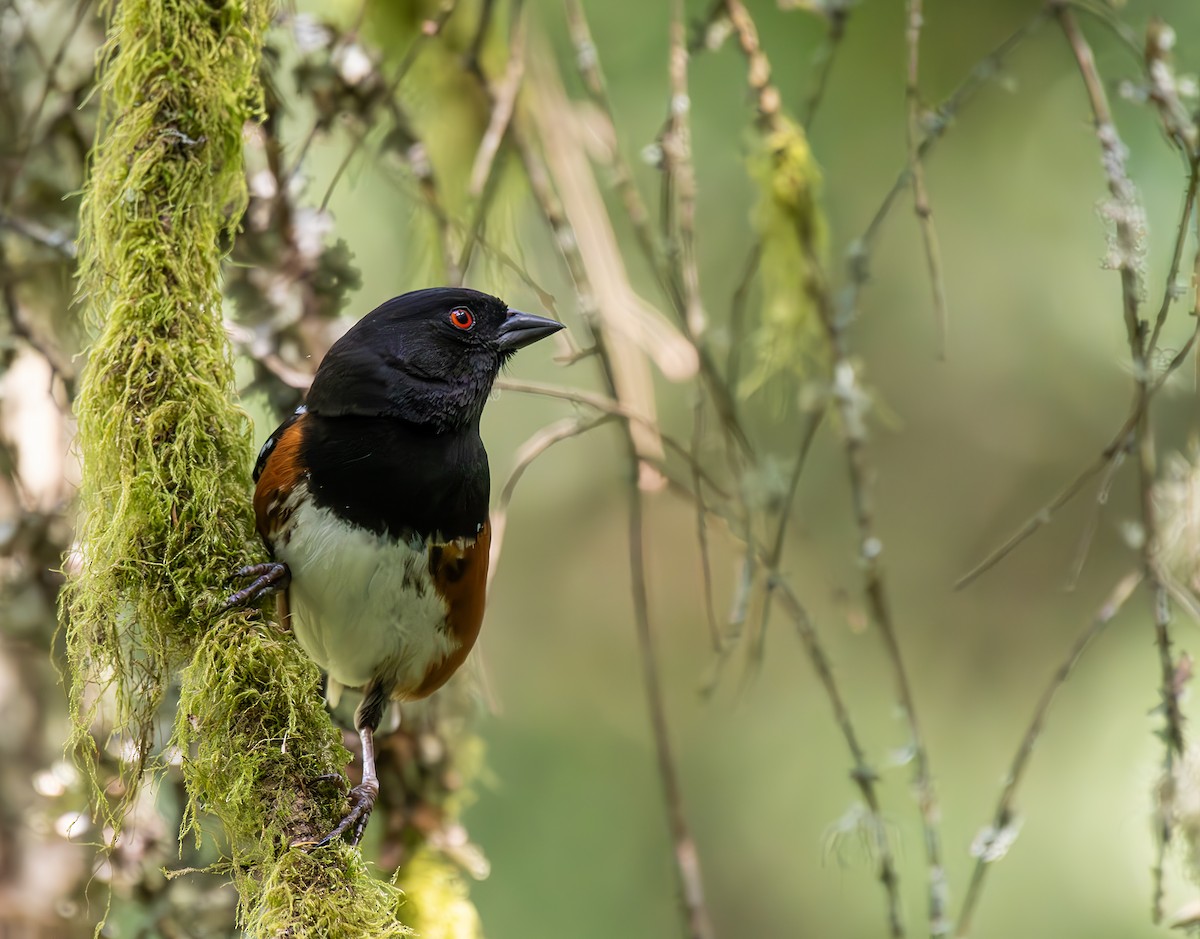 Spotted Towhee - Sydney Mohr