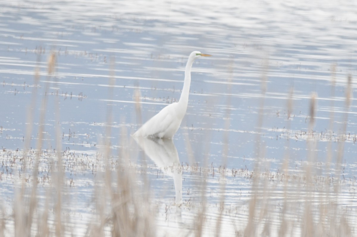 Great Egret - ML619381897