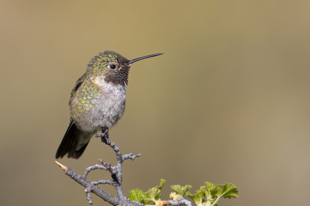 Colibrí Coliancho - ML619381907