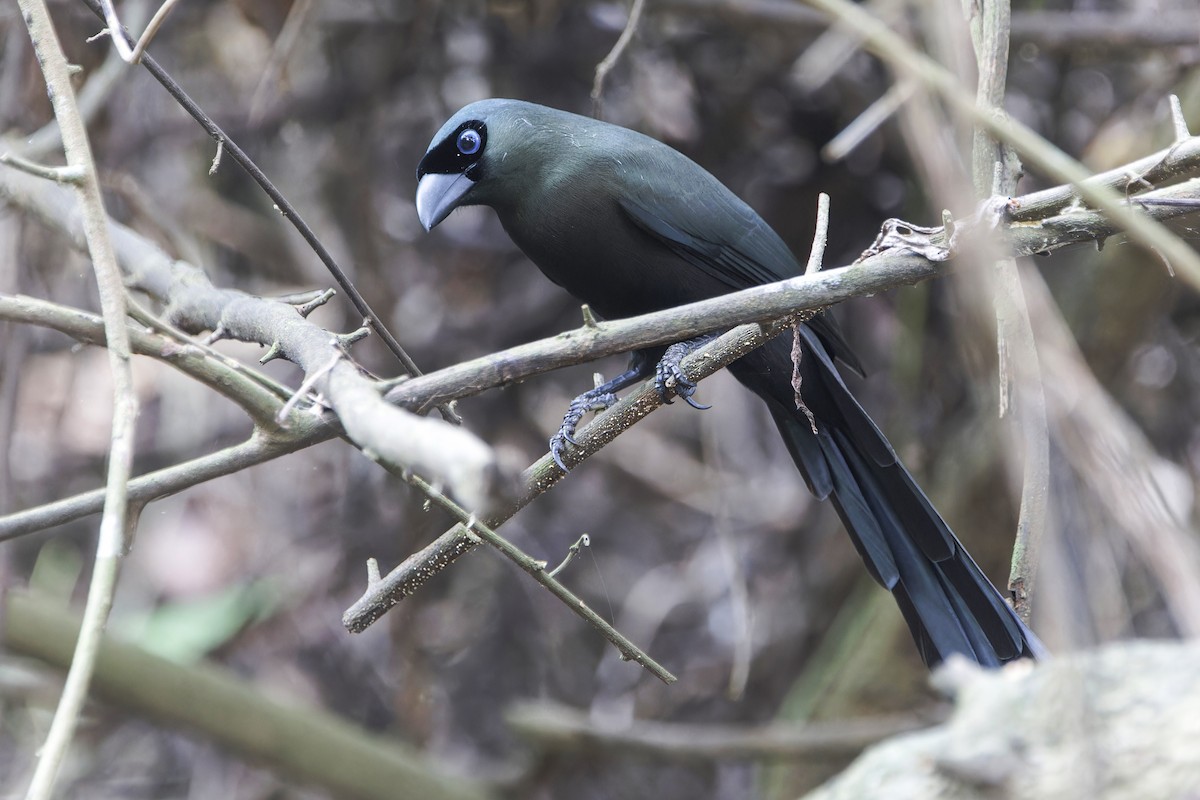 Racket-tailed Treepie - Se Chea