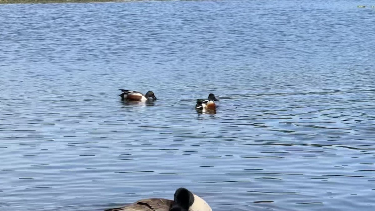 Northern Shoveler - ML619381915