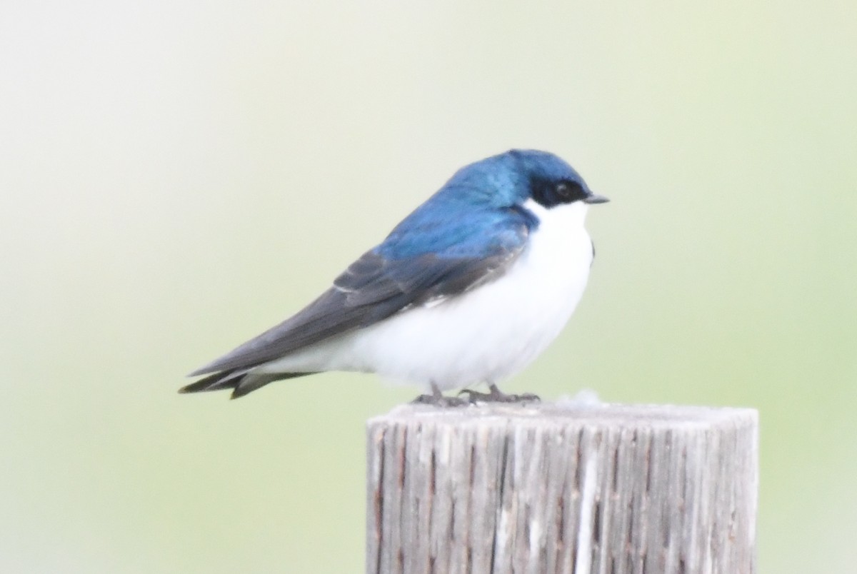 Tree Swallow - Cathryn Dippo