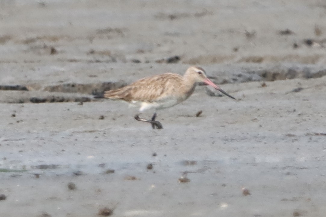 Bar-tailed Godwit - ML619381928