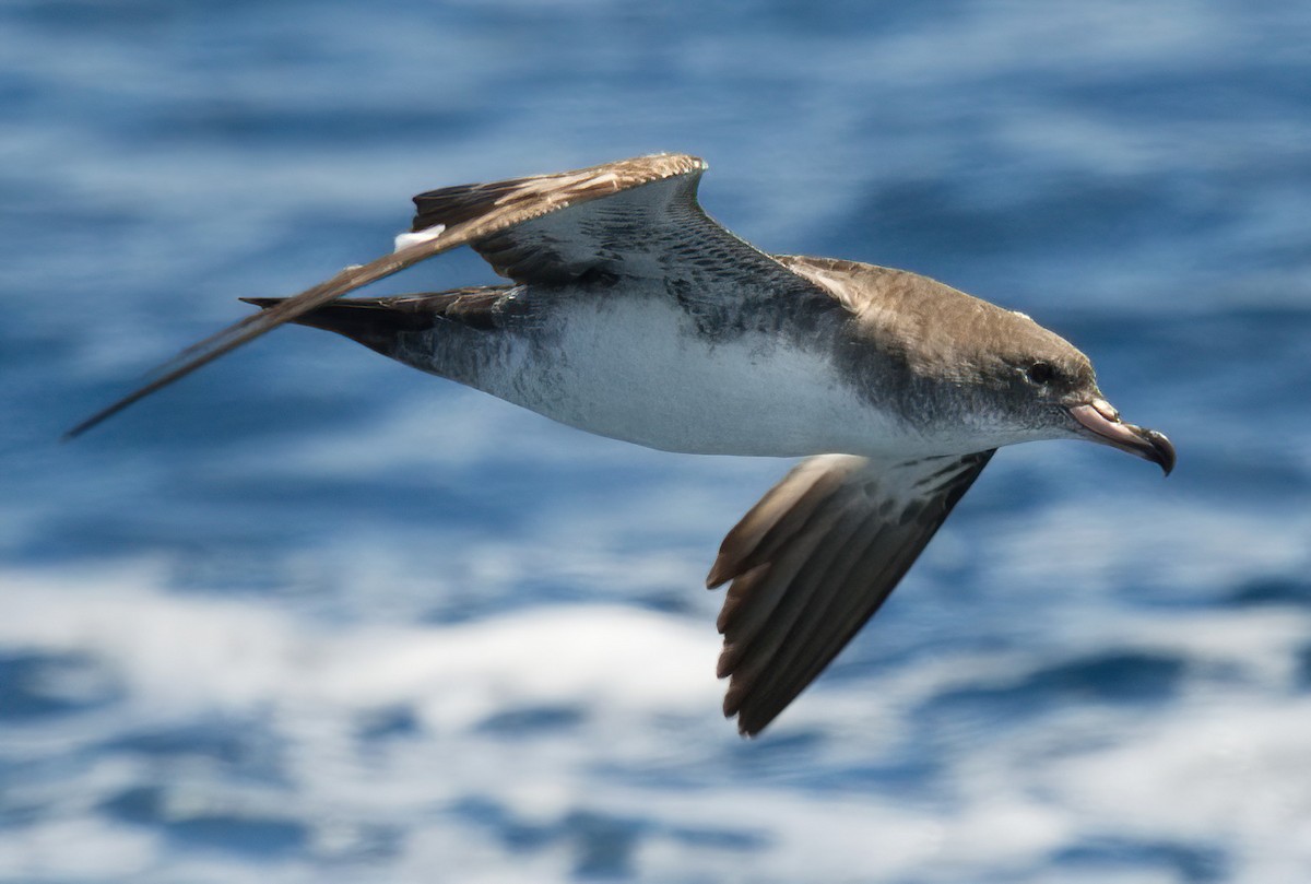 Pink-footed Shearwater - DAB DAB