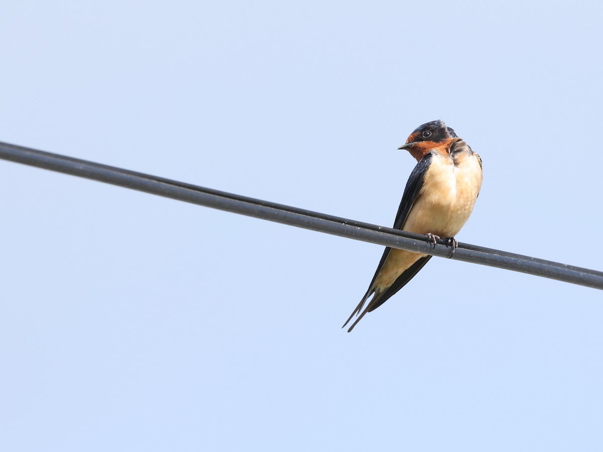 Barn Swallow - Andy Gee