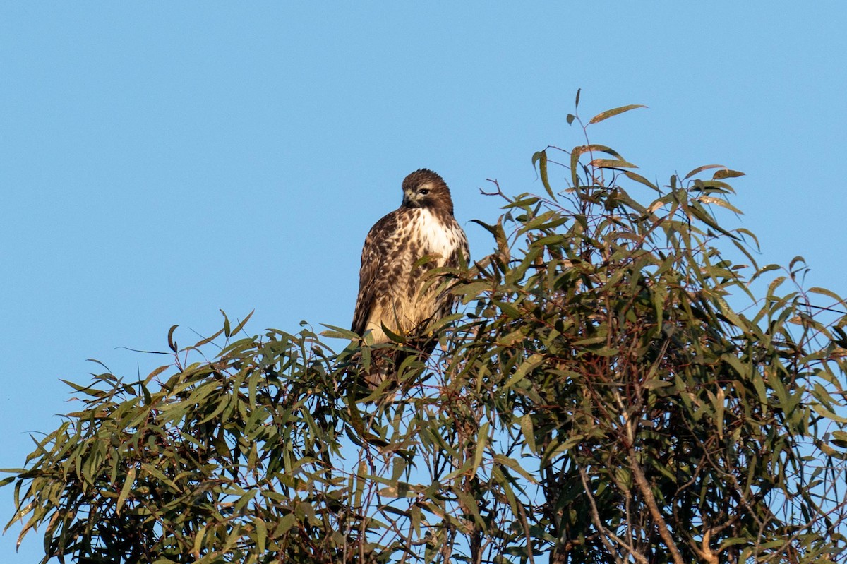 Red-tailed Hawk - Yaodi F