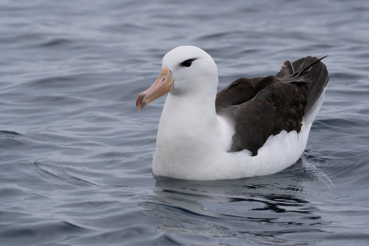 Black-browed Albatross (Black-browed) - Ben Ackerley