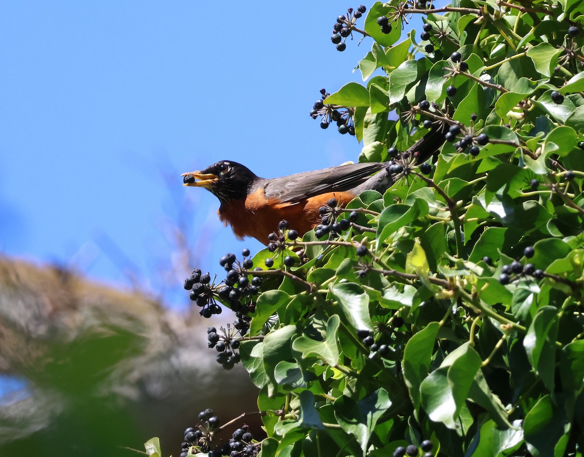 American Robin - ML619381979