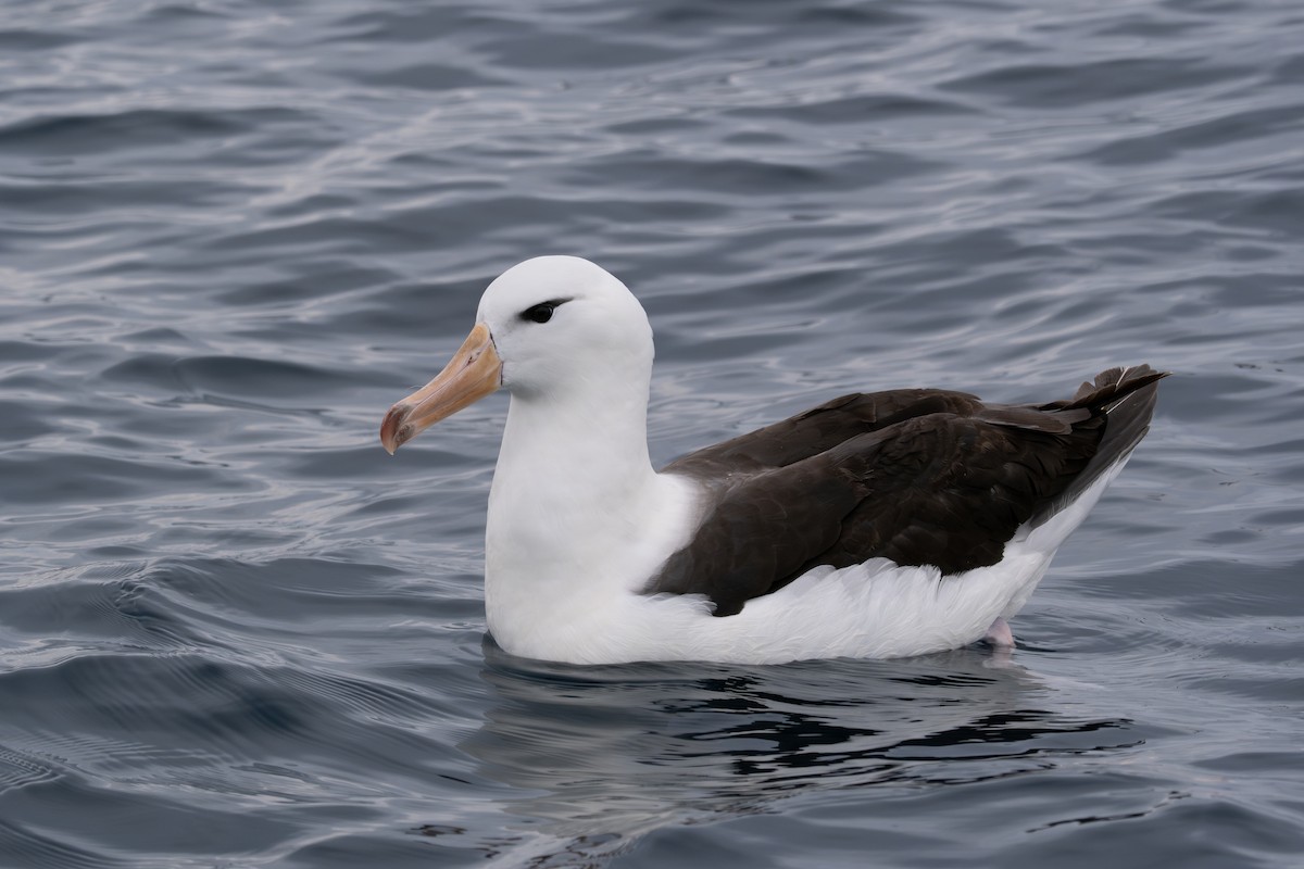 Black-browed Albatross (Black-browed) - Ben Ackerley