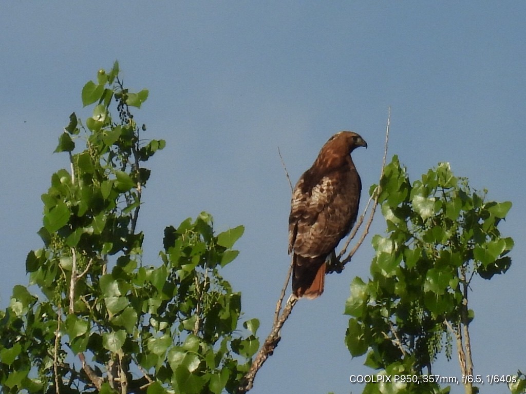 Red-tailed Hawk - ML619382001