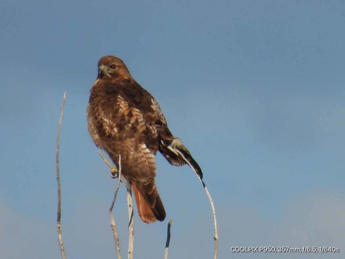 Red-tailed Hawk - ML619382002