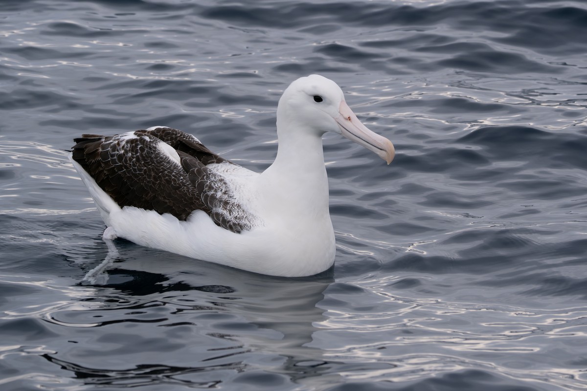 Southern Royal Albatross - Ben Ackerley