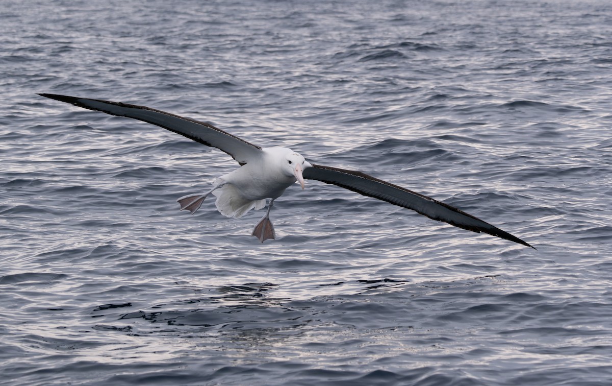 Northern Royal Albatross - Ben Ackerley