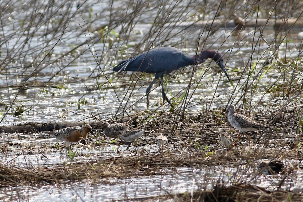 Red Knot - Corey Entriken