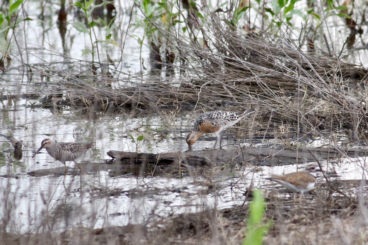 Red Knot - Corey Entriken