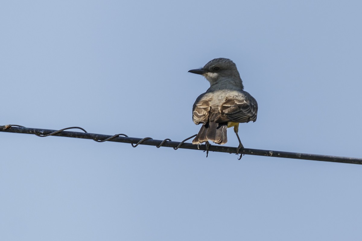 Cassin's Kingbird - Cesar Romero