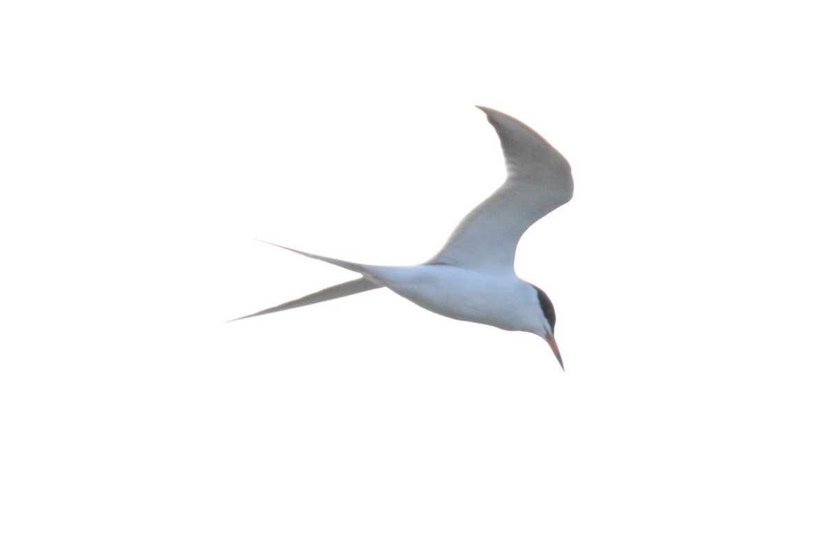 Common Tern - ML619382023
