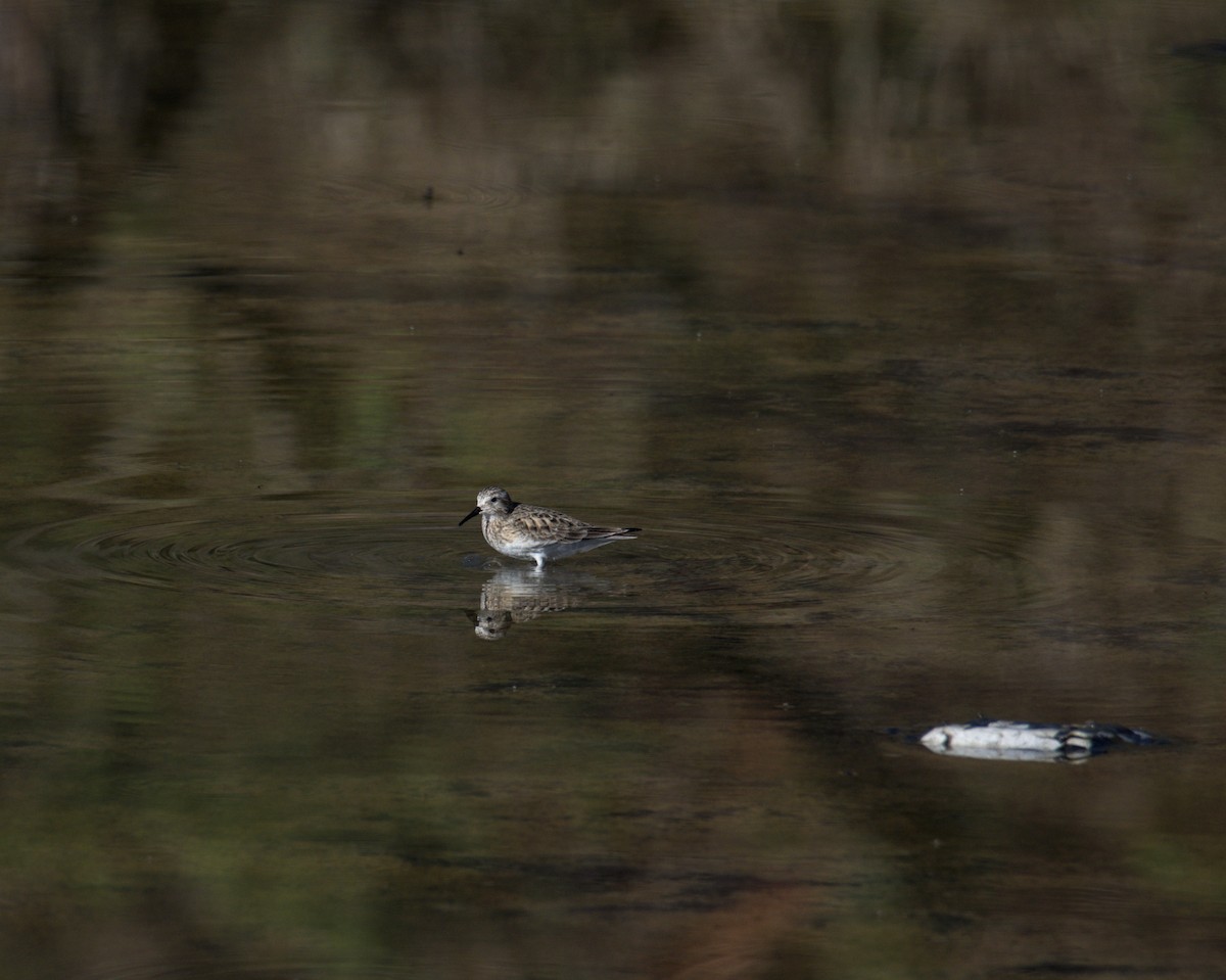 Baird's Sandpiper - Luic Mateo