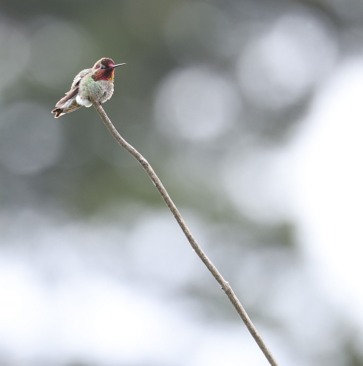 Anna's Hummingbird - Andy Gee