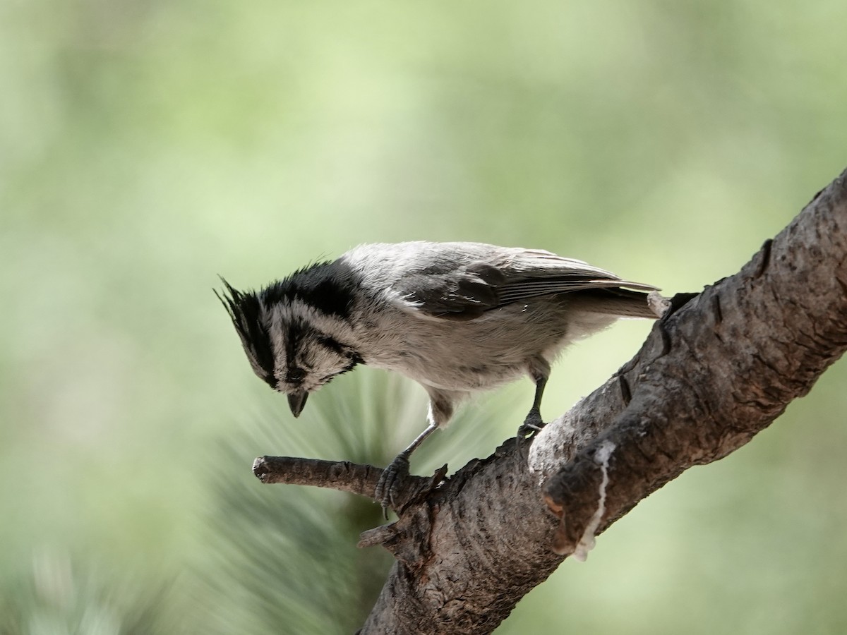 Bridled Titmouse - ML619382036