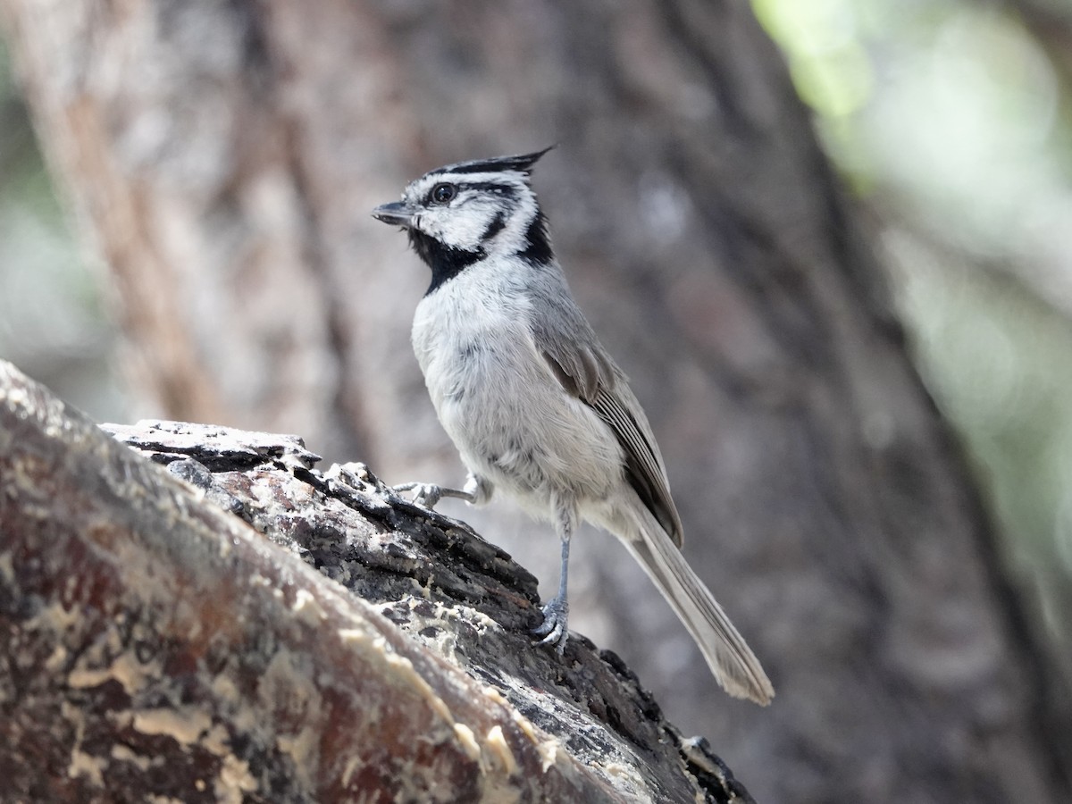 Bridled Titmouse - Sharon Goldwasser