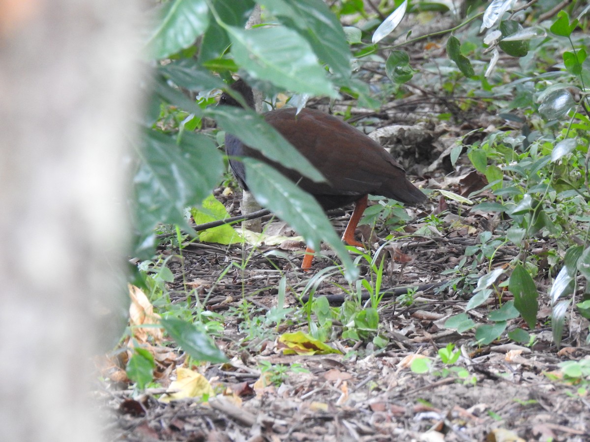 Orange-footed Megapode - ML619382038