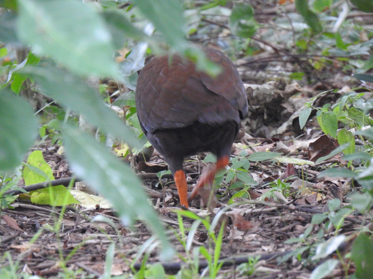 Orange-footed Megapode - ML619382040