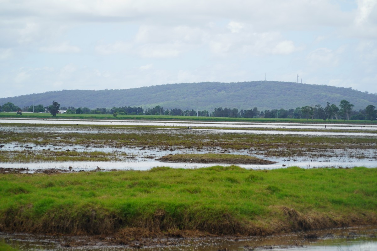 Black-necked Stork - Daniel McCawley