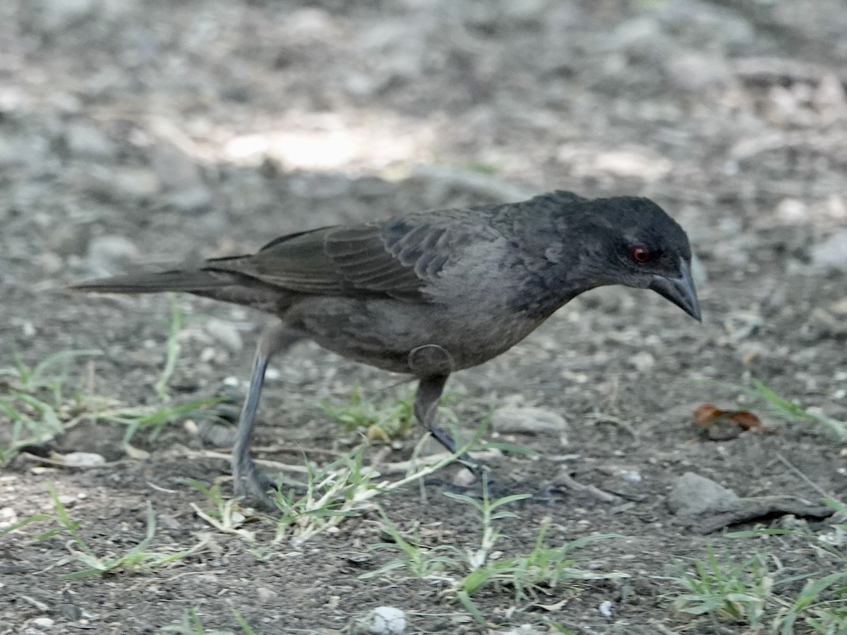 Bronzed Cowbird - Sharon Goldwasser