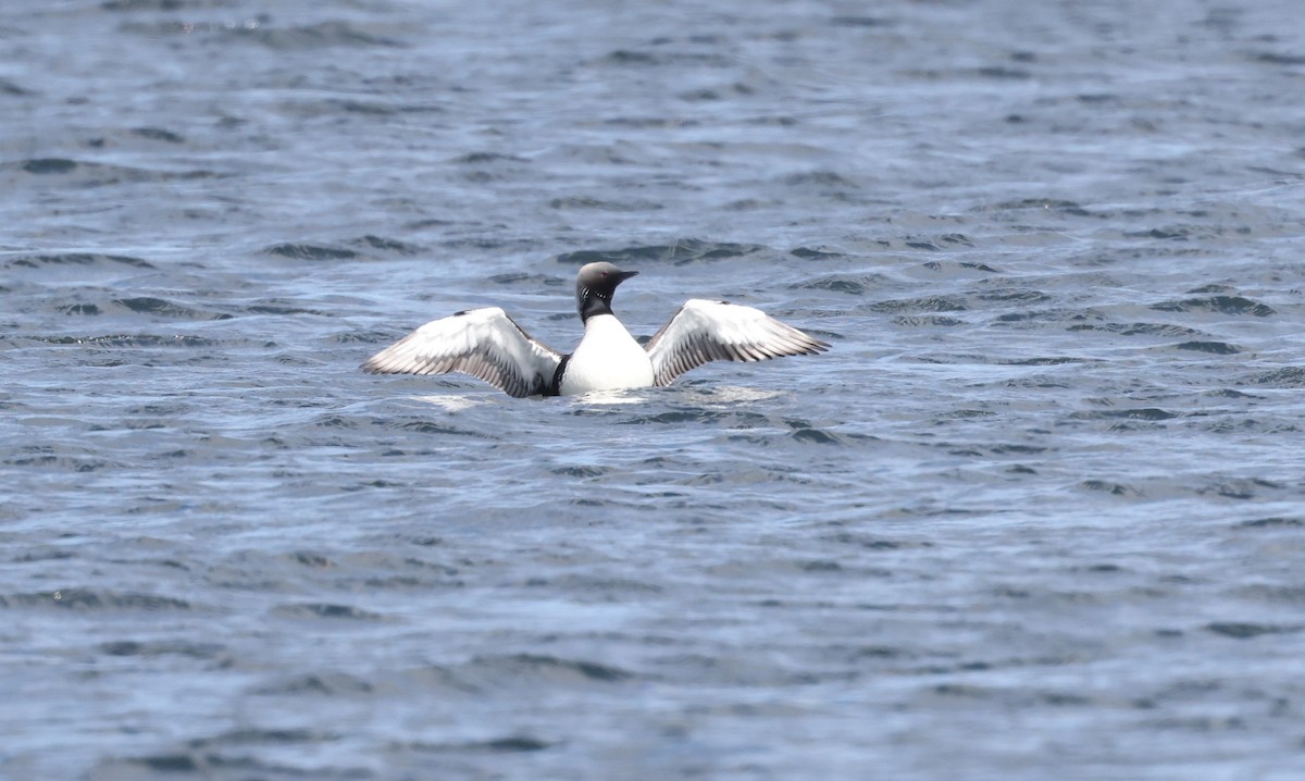 Pacific Loon - Andy Gee