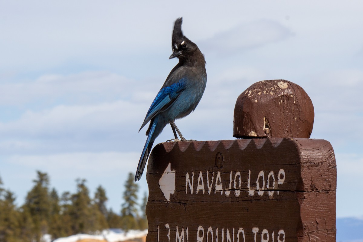 Steller's Jay - ML619382059