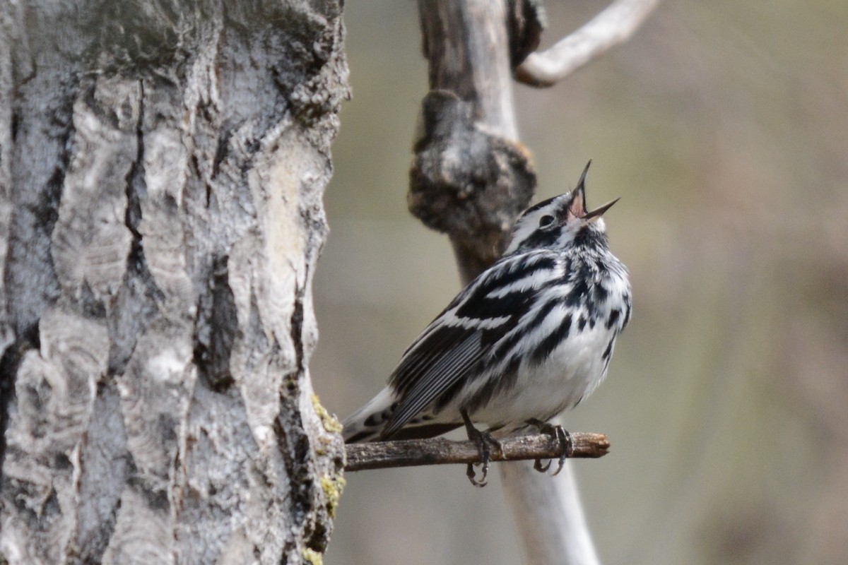 Black-and-white Warbler - ML619382061