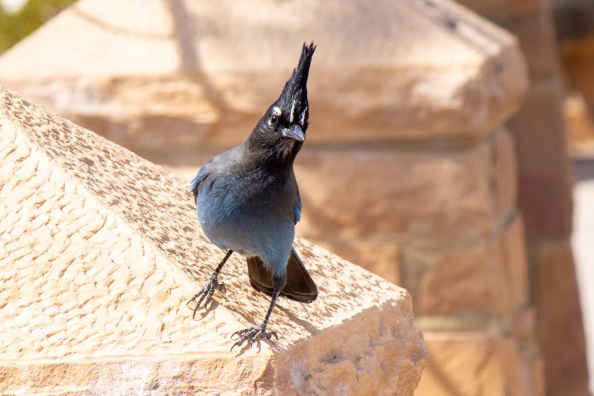 Steller's Jay - ML619382063