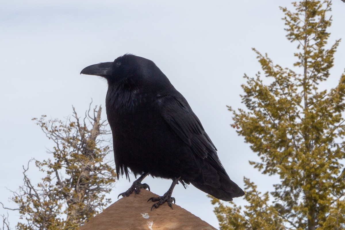 Common Raven - ML619382064