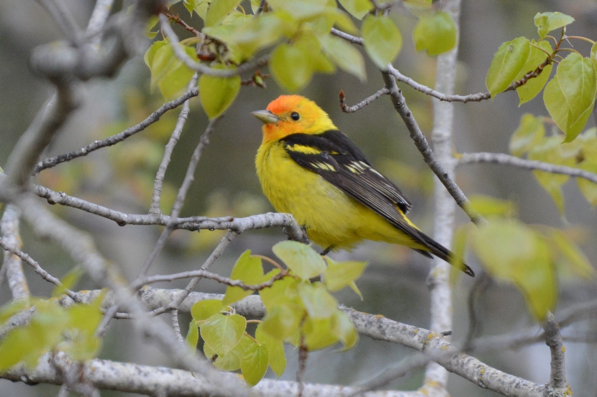 Western Tanager - ML619382076