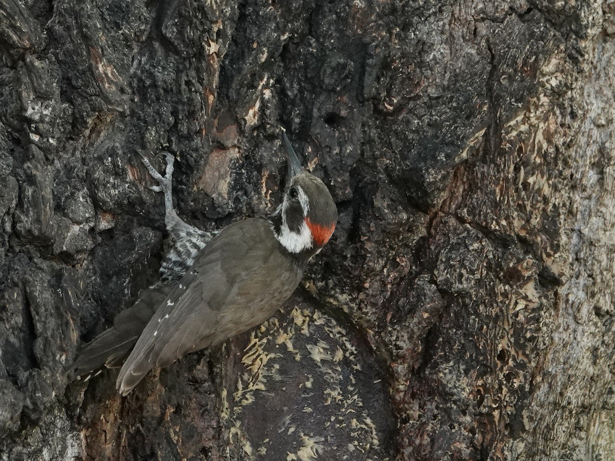 Arizona Woodpecker - Sharon Goldwasser