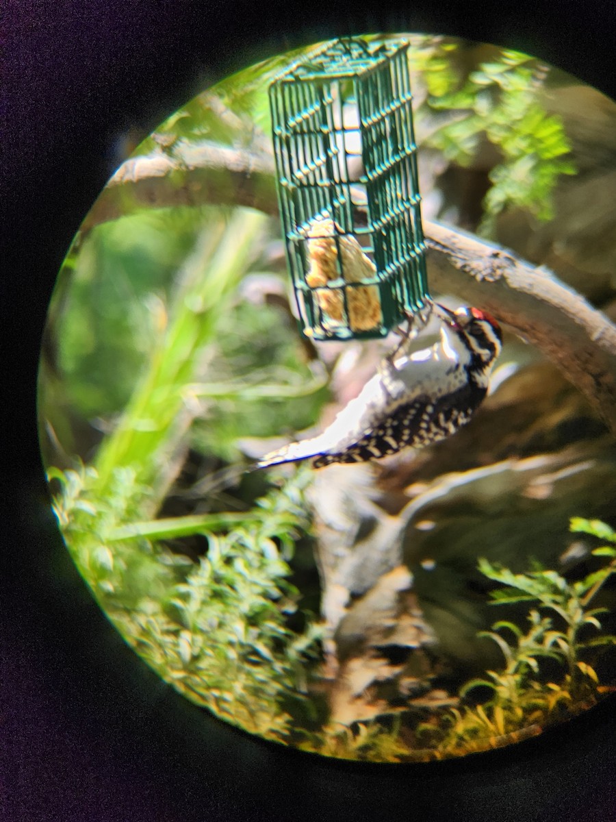 Nuttall's Woodpecker - Anonymous