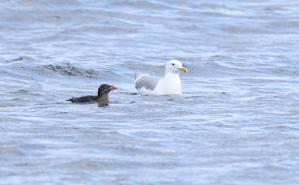 Rhinoceros Auklet - Andy Gee