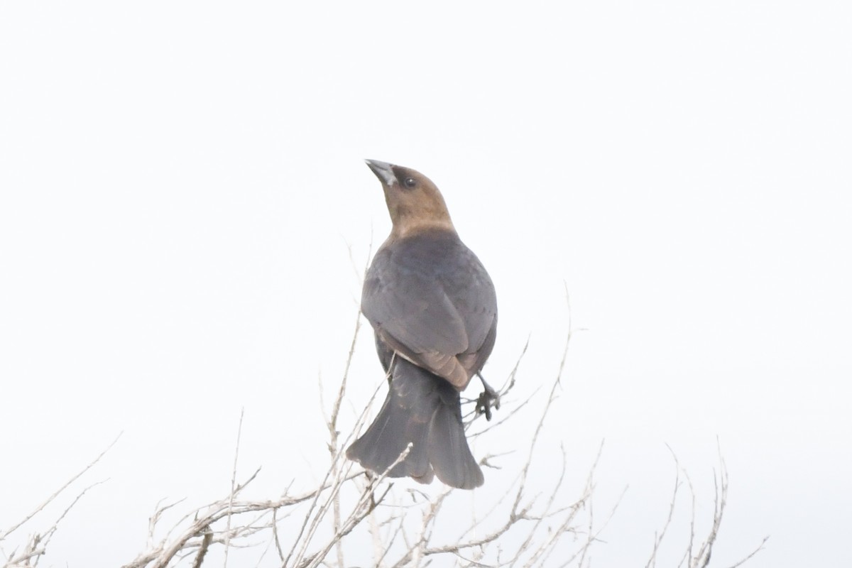 コウウチョウ - ML619382090