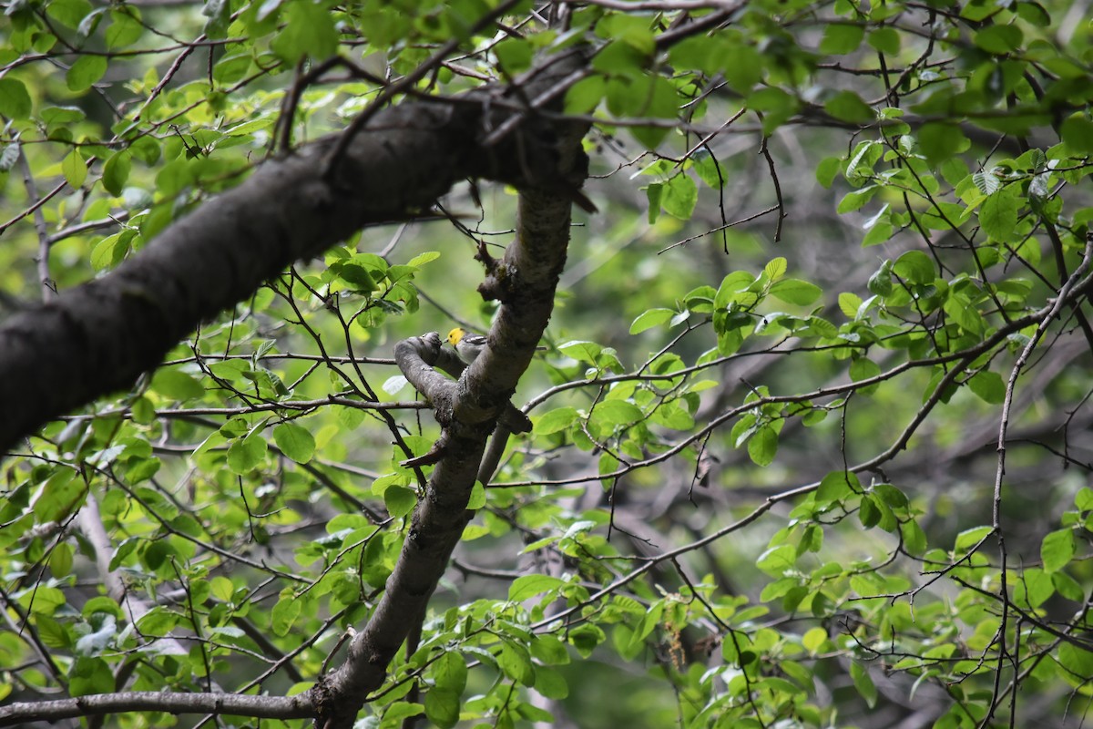 Hermit Warbler - Hayley Lester