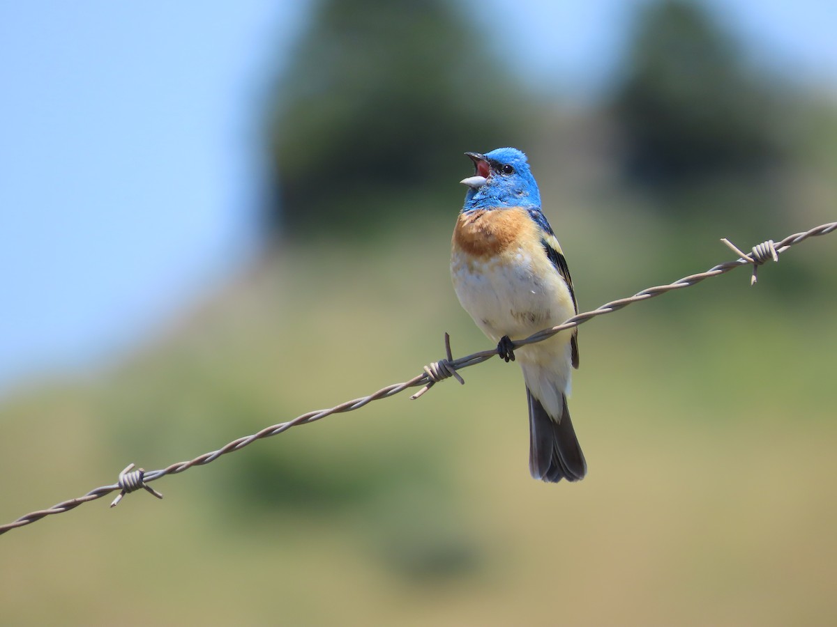 Lazuli Bunting - Kaiting H