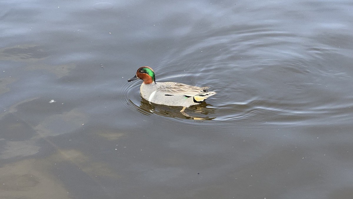 Green-winged Teal - ML619382114