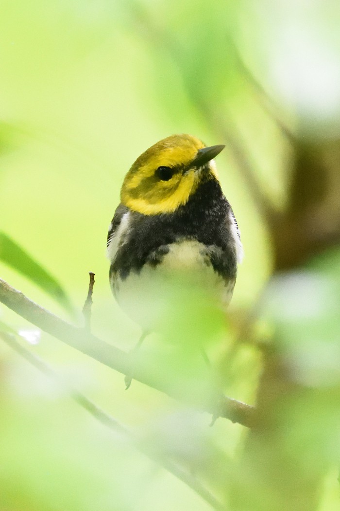 Black-throated Green Warbler - Dave DeReamus