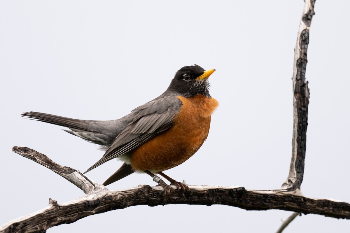 American Robin - Ross Bartholomew