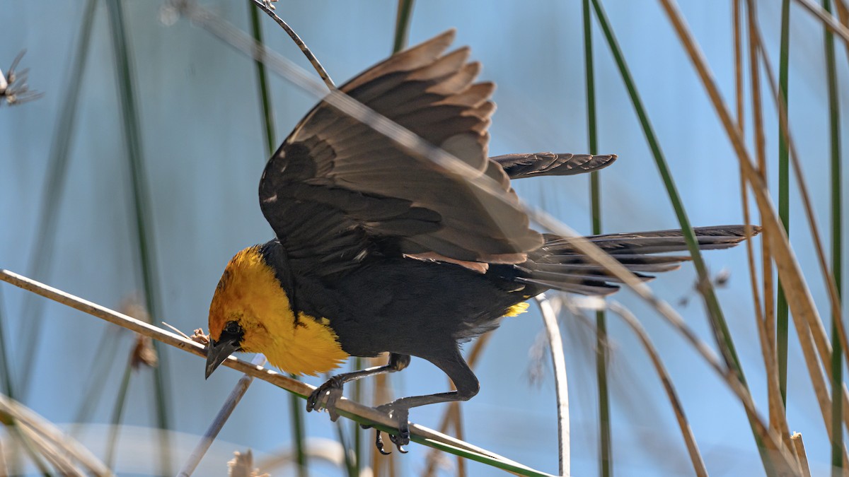 Yellow-headed Blackbird - Bruce Kennedy